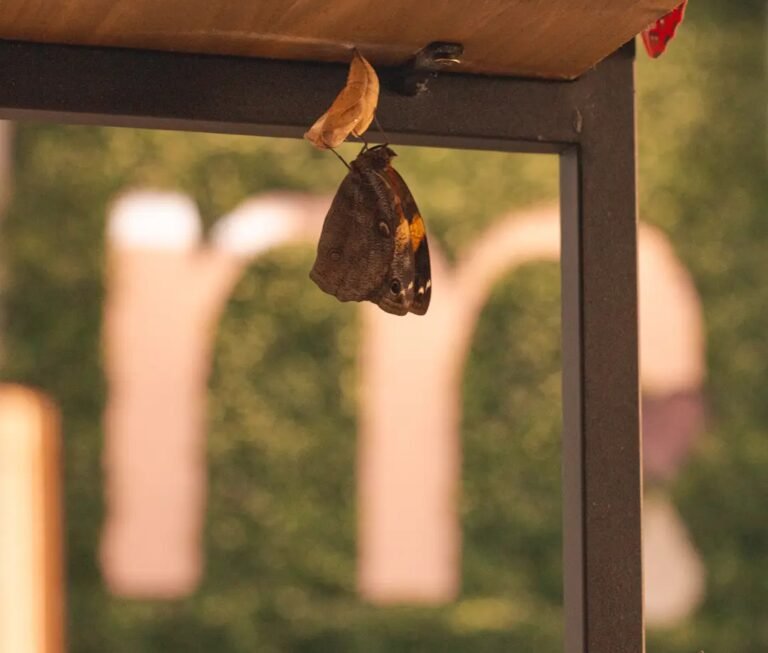 modena cliniq transformação